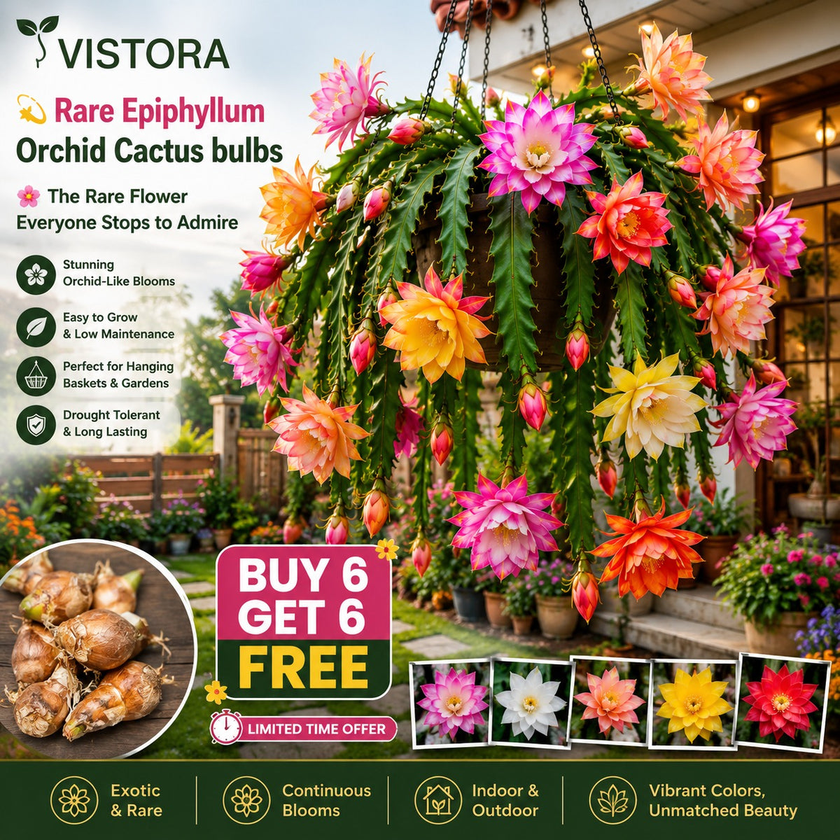Rare Epiphyllum Orchid Cactus Bulbs (Pack Of 12)